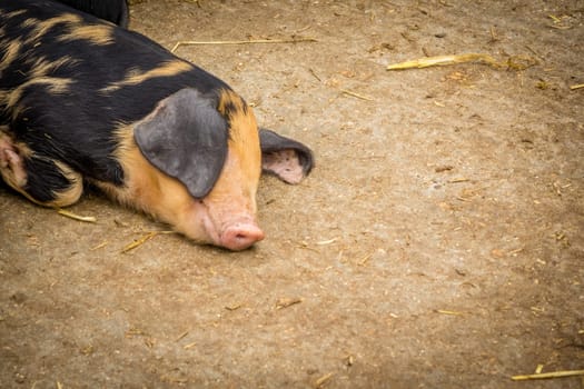 Pig sleeping on the ground in a barn