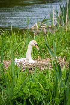 White swan sitting in his nest on a lakeshore