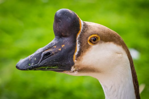 Close up of a head of a geese