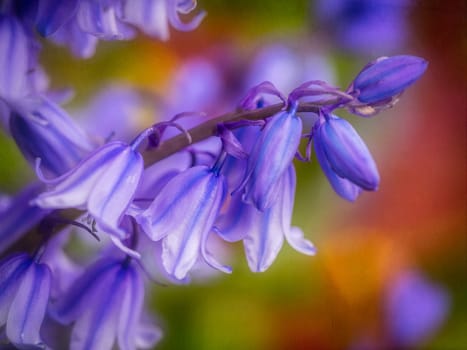 Beautiful Campanula rapunculoides flower blossoming in spring