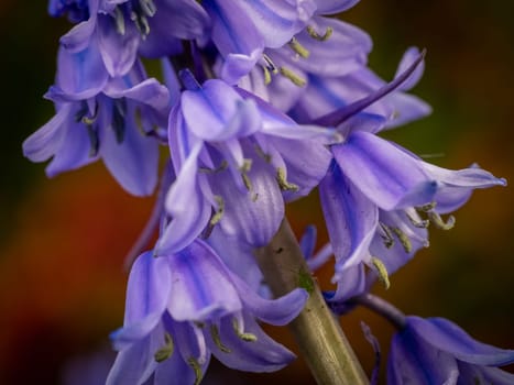 Beautiful Campanula rapunculoides flower blossoming in spring
