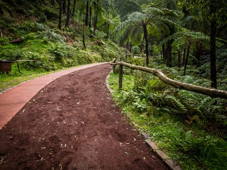 Forest path leading to the hot springs in Caldeira Velha,  Sao Miguel Island, Azores, Portugal