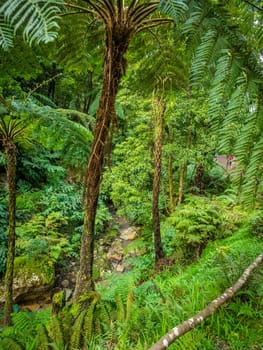 Beautiful tropical rainforest near the hot springs of Caldeira Velha On Sao Miguel Island, Azores, Portugal