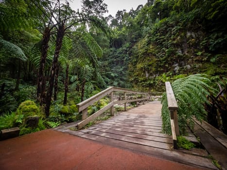 Wooden bridge over small stream in the beautiful tropical rainforest near the hot springs of Caldeira Velha On Sao Miguel Island, Azores, Portugal