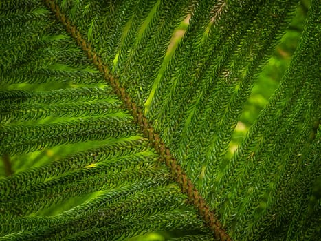 Close up of the Giant fern in the Terra Nostra Garden in Furnas,  on Sao Miguel island, Azores, Portugal