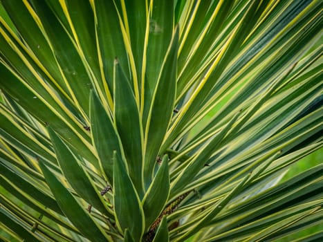Cordyline draceana close up picture taken in the Terra Nostra botanical garden in Furnas, Azores