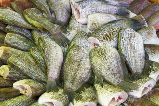Trichogaster pectoralis arrange on rattan in market in asian food thai food (Fish)