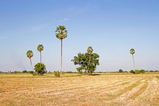 Fields and rice straw and rice stubble and sugar palm and evening and cornfield background