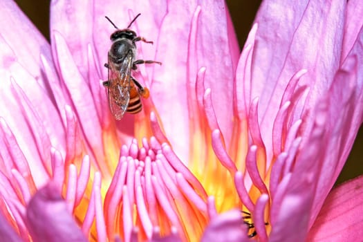 Bee in lotus in the garden on daylight and lotus's pink.
