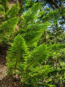 Close up of the Giant fern in the Terra Nostra Garden in Furnas,  on Sao Miguel island, Azores, Portugal