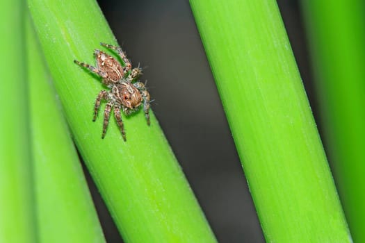 Spider on grass in the garden