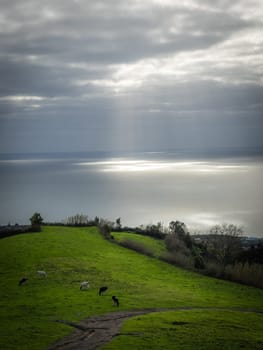 Cows grazing on a meadow on the coast of Sao Miguel Island, Azores, Portugal