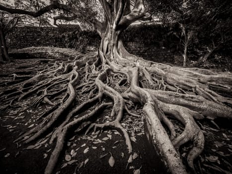 Giant roots of a tree in the José do Canto Botanical Garden in Ponta Delgada, Sao Miguel island, Azores, Portugal