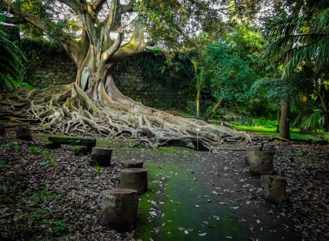 Giant roots of a tree in the José do Canto Botanical Garden in Ponta Delgada, Sao Miguel island, Azores, Portugal