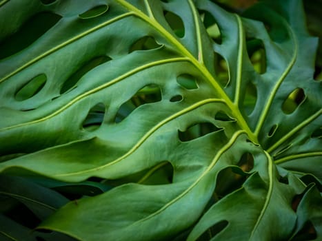 Close up of the Monstera leaf in the Terra Nostra Garden in Furnas,  on Sao Miguel island, Azores, Portugal