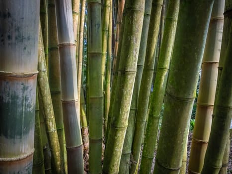 Bamboo forest in The Terra Nostra Gardens in Furnas,  on Sao Miguel island, Azores, Portugal