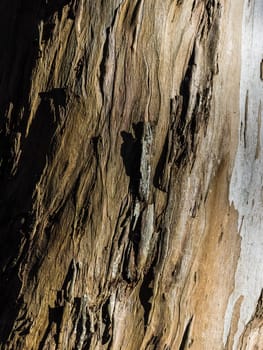 Close up of a tree pattern and texture