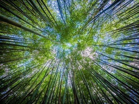 Bamboo forest in José do Canto Botanical Garden in Ponta Delgada, Sao Miguel island, Azores, Portugal