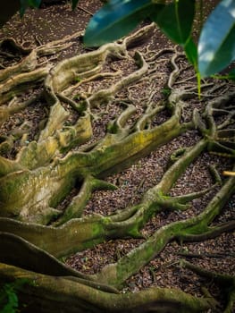 Giant roots of a tree in the José do Canto Botanical Garden in Ponta Delgada, Sao Miguel island, Azores, Portugal