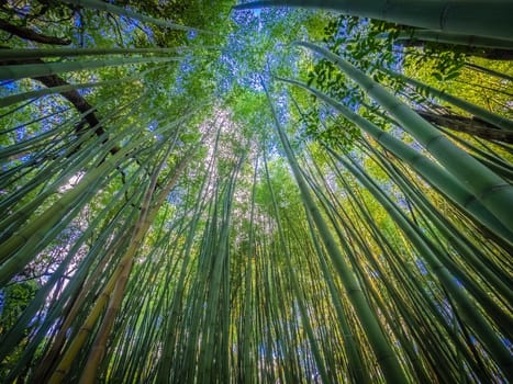 Bamboo forest in José do Canto Botanical Garden in Ponta Delgada, Sao Miguel island, Azores, Portugal