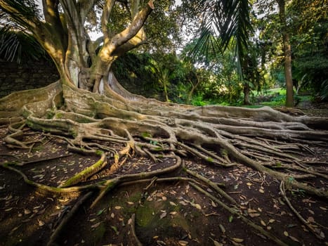 Giant roots of a tree in the José do Canto Botanical Garden in Ponta Delgada, Sao Miguel island, Azores, Portugal