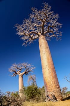 Bicycle parked under the huge baobab in the famous Avenida de Baobab near Morondava in Madagascar