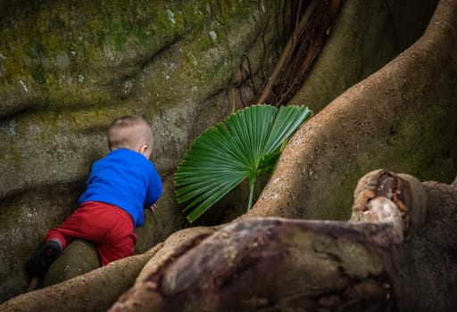 Little boy climbing the giant roots of a fig tree in the José do Canto Botanical Garden in Ponta Delgada, Sao Miguel island, Azores, Portugal