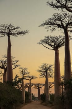 Sunset in the famous Avenida de Baobab near Morondava in Madagascar