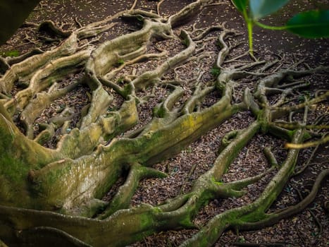 Giant roots of a tree in the José do Canto Botanical Garden in Ponta Delgada, Sao Miguel island, Azores, Portugal
