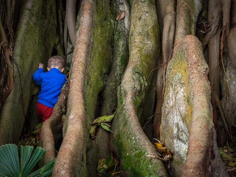 Little boy climbing the giant roots of a fig tree in the José do Canto Botanical Garden in Ponta Delgada, Sao Miguel island, Azores, Portugal