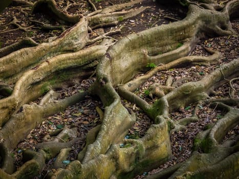 Giant roots of a tree in the José do Canto Botanical Garden in Ponta Delgada, Sao Miguel island, Azores, Portugal