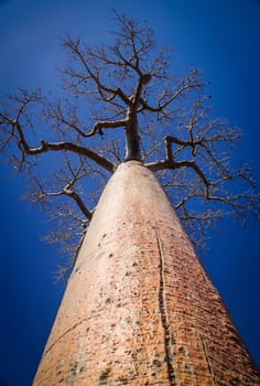 One of the huge baobabs in the Avenida de Baobab in Madagascar