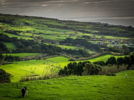 Cows grazing on a meadow on the coast of Sao Miguel Island, Azores, Portugal