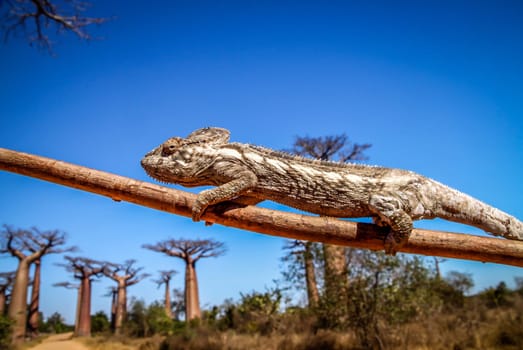 Small chameleon on a branch in Avenida de Baobab