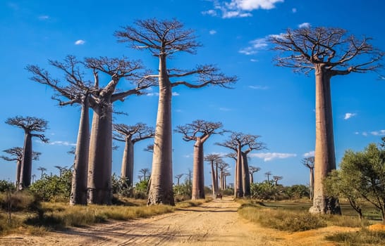 Famous Avenida de Baobab near Morondava in Madagascar