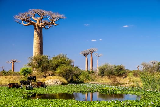 Small lake in front of the baobab tree