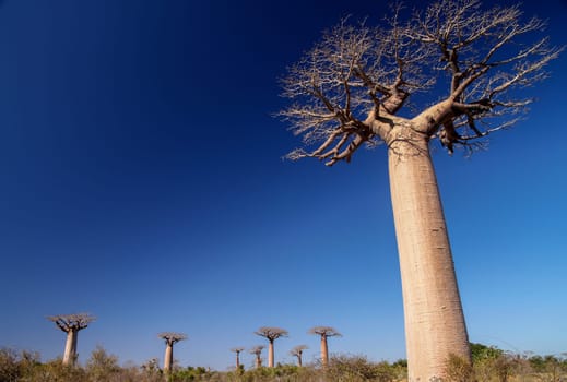 Group of baobabs near Morondava in Madagascar