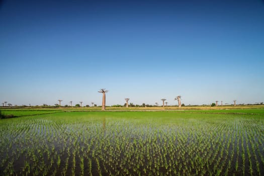 Ricefield and baobabs in Avenida de Baobab near Morondava in Madagascar