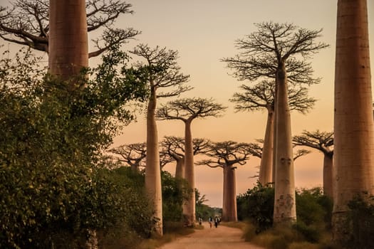 Sunset in the famous Avenida de Baobab near Morondava in Madagascar