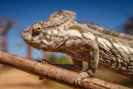 Small chameleon on a branch in Avenida de Baobab