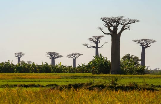 Group of baobabs near Morondava in Madagascar