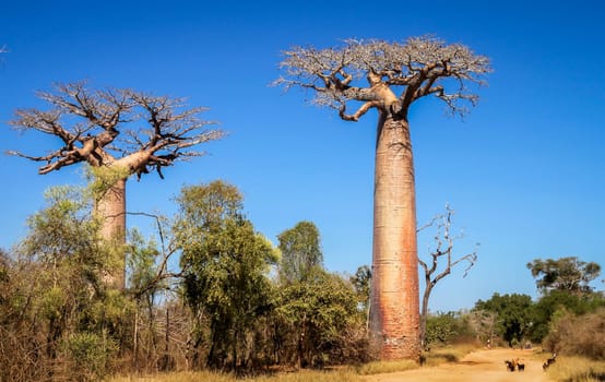 People and goats walking on the sandy road through the Avenida de baobab near Morondava in Madagascar