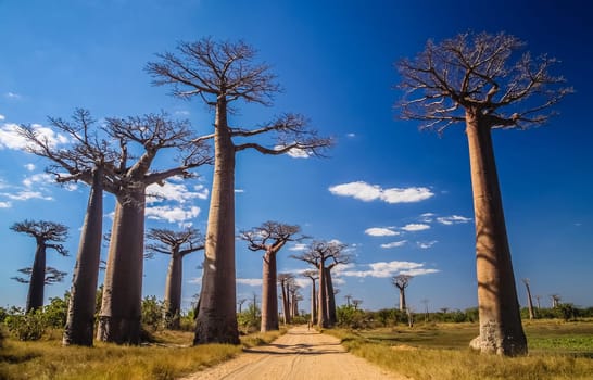 Famous Avenida de Baobab near Morondava in Madagascar