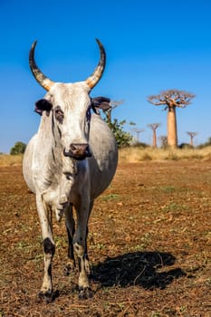 White zebu among the baobab trees in Madagascar