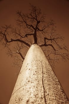 One of the huge baobabs in the Avenida de Baobab in Madagascar
