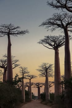 Sunset in the famous Avenida de Baobab near Morondava in Madagascar