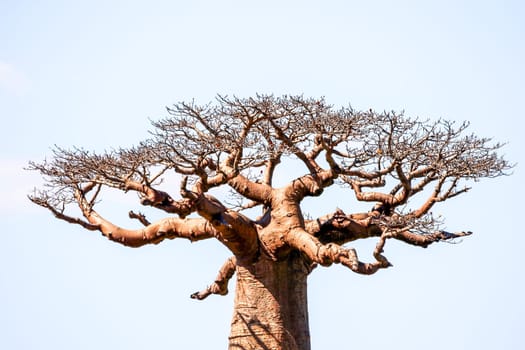One of the huge baobabs in the Avenida de Baobab in Madagascar