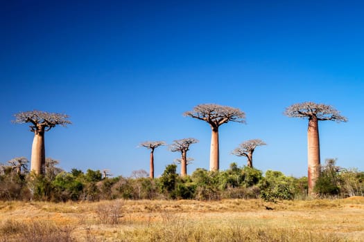 Group of baobabs near Morondava in Madagascar