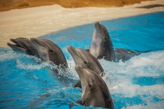 Dolphins dancing in water during show