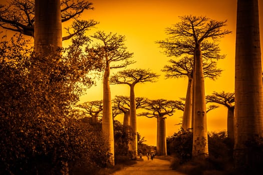 Sunset in the famous Avenida de Baobab near Morondava in Madagascar